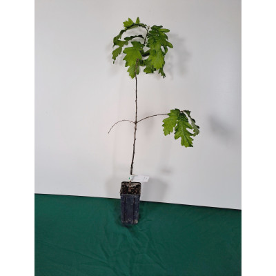 Zerreiche Burgundertrüffel...