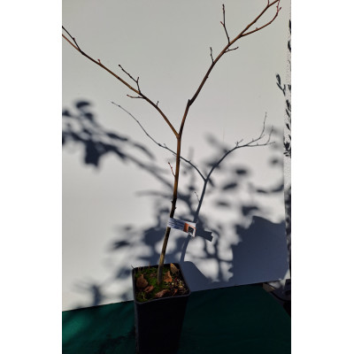 Winterlinde Perigordtrüffel...